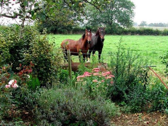 B&B Aux Gaietes De La Sabotiere Seloignes Eksteriør billede